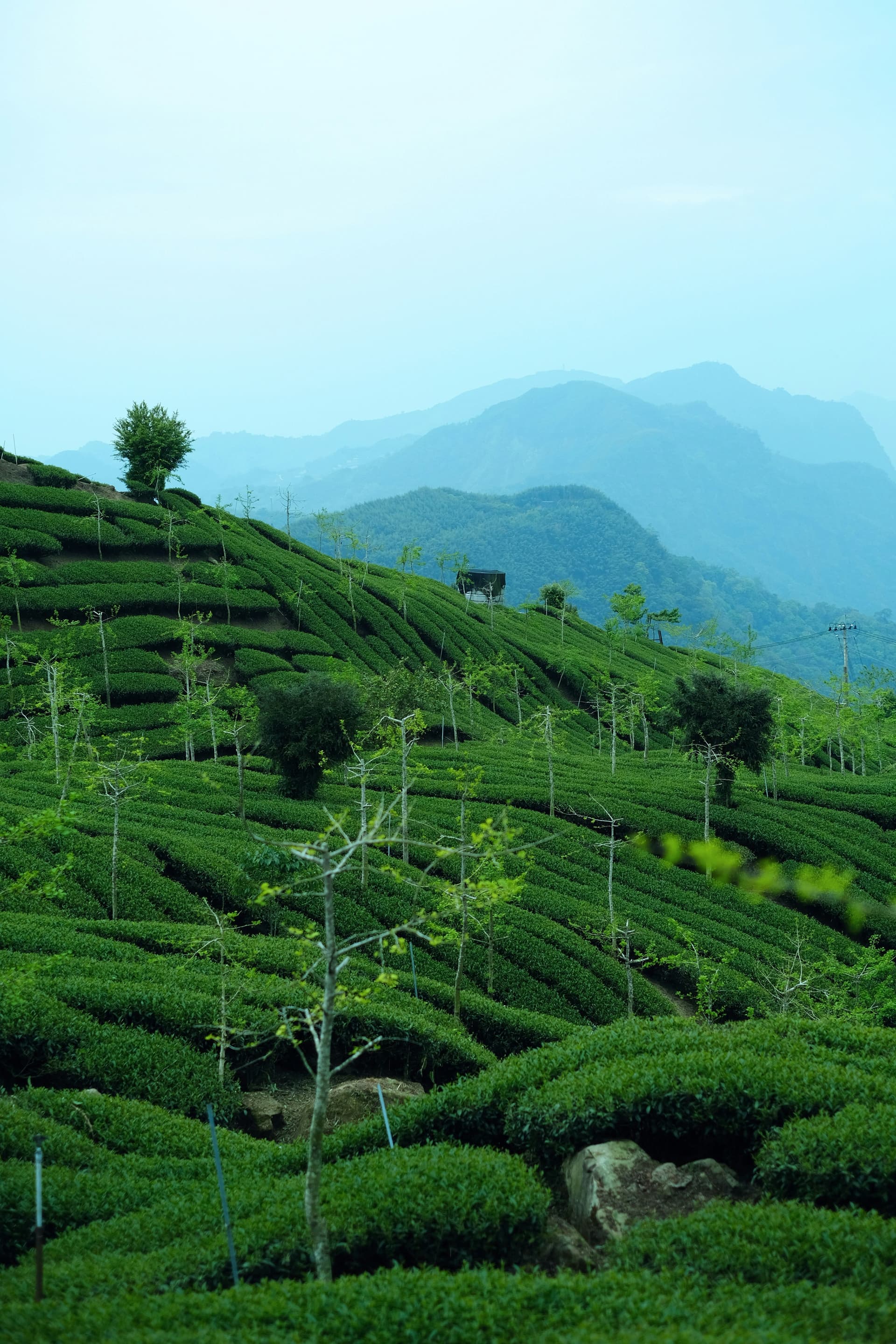 山々を背景にした茶畑